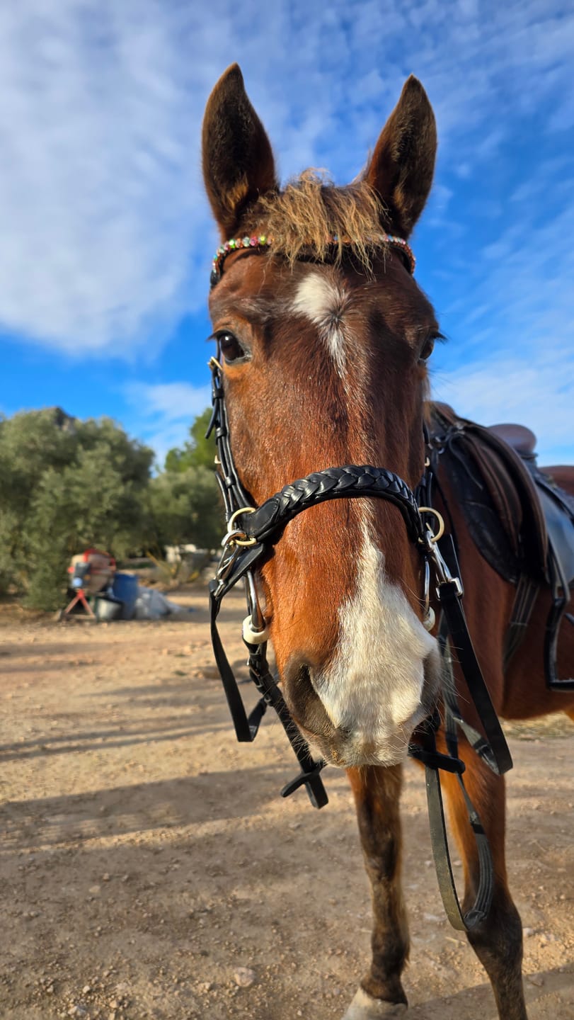 Customer photo review of Odessa bonita Multi Bridle with padded noseband - MASEGO bit to bitless system