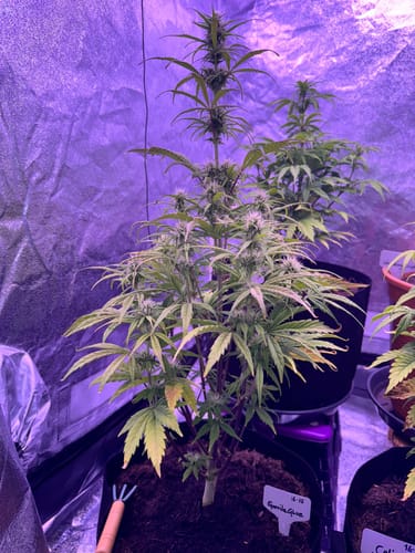 Customer photo review of Gorilla Glue 040 Cannabis Samen, Autoflowering Hybrid