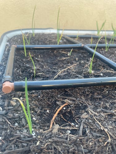 Customer photo review of Yellow Granex PRR Bulb Onion Seeds