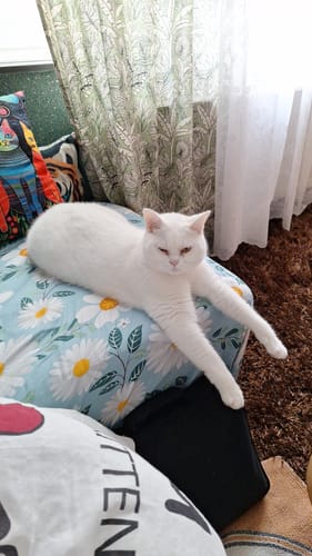 Customer photo review of Naturreines Katzenstreu