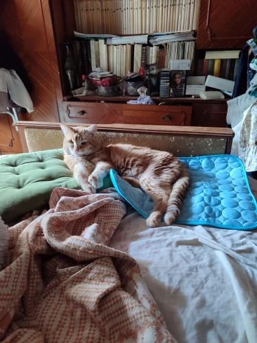 Customer photo review of Summer Cooling Mat for Pets - Extra Large Durable Cold Bed, Ice Pad, and Blanket for Dogs and Cats