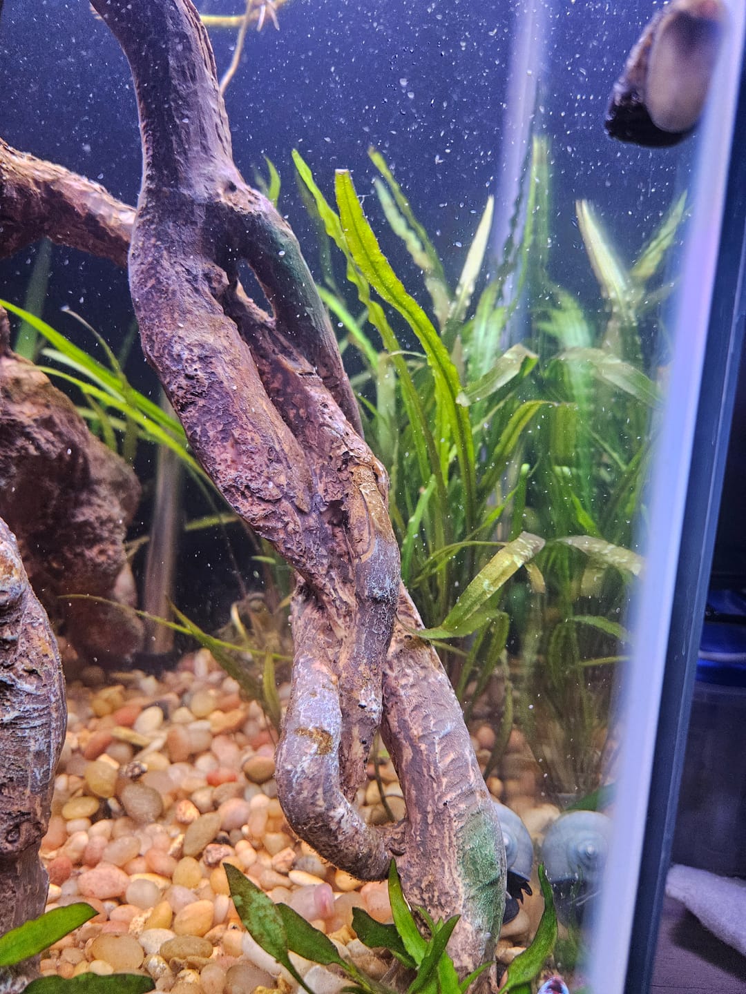 Customer photo review of Cryptocoryne Spiralis