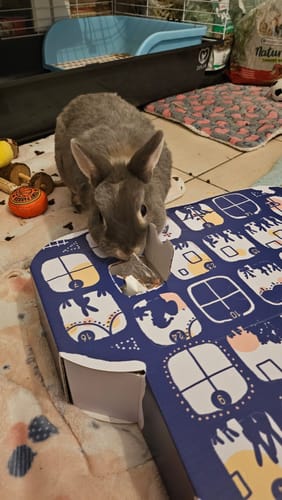Customer photo review of Le Calendrier de l'Avent Magic'Bunny