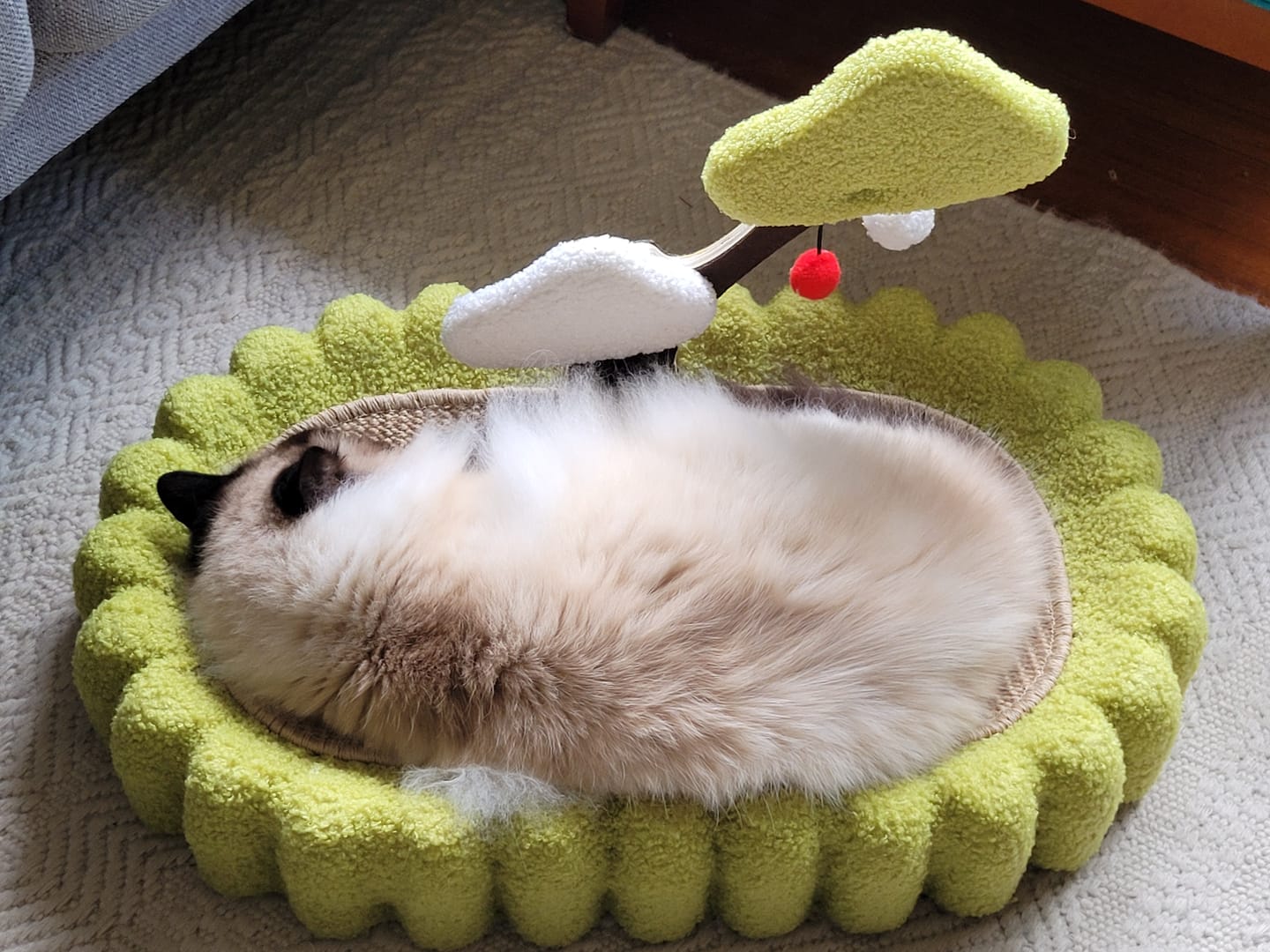 Customer photo review of Multifunctional Cat Scratcher Bed
