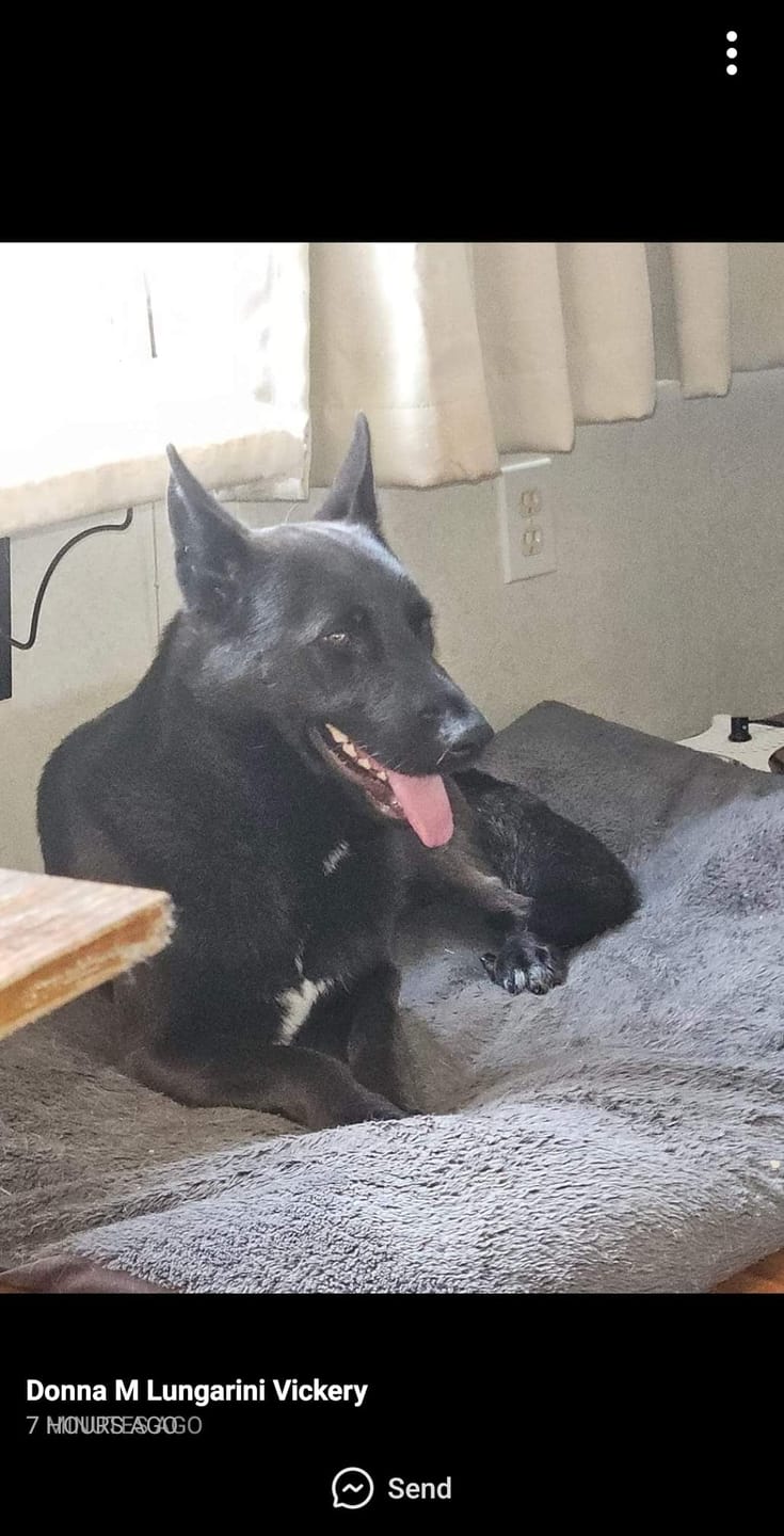 Customer photo review of 6 Inch Jumbo Braided Bully Stick