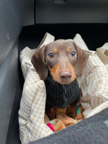 Customer photo review of Trasportino Cotone  Vichy Beige