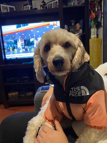 Customer photo review of The Dog Face™ - Winddichte Reflexionsjacke