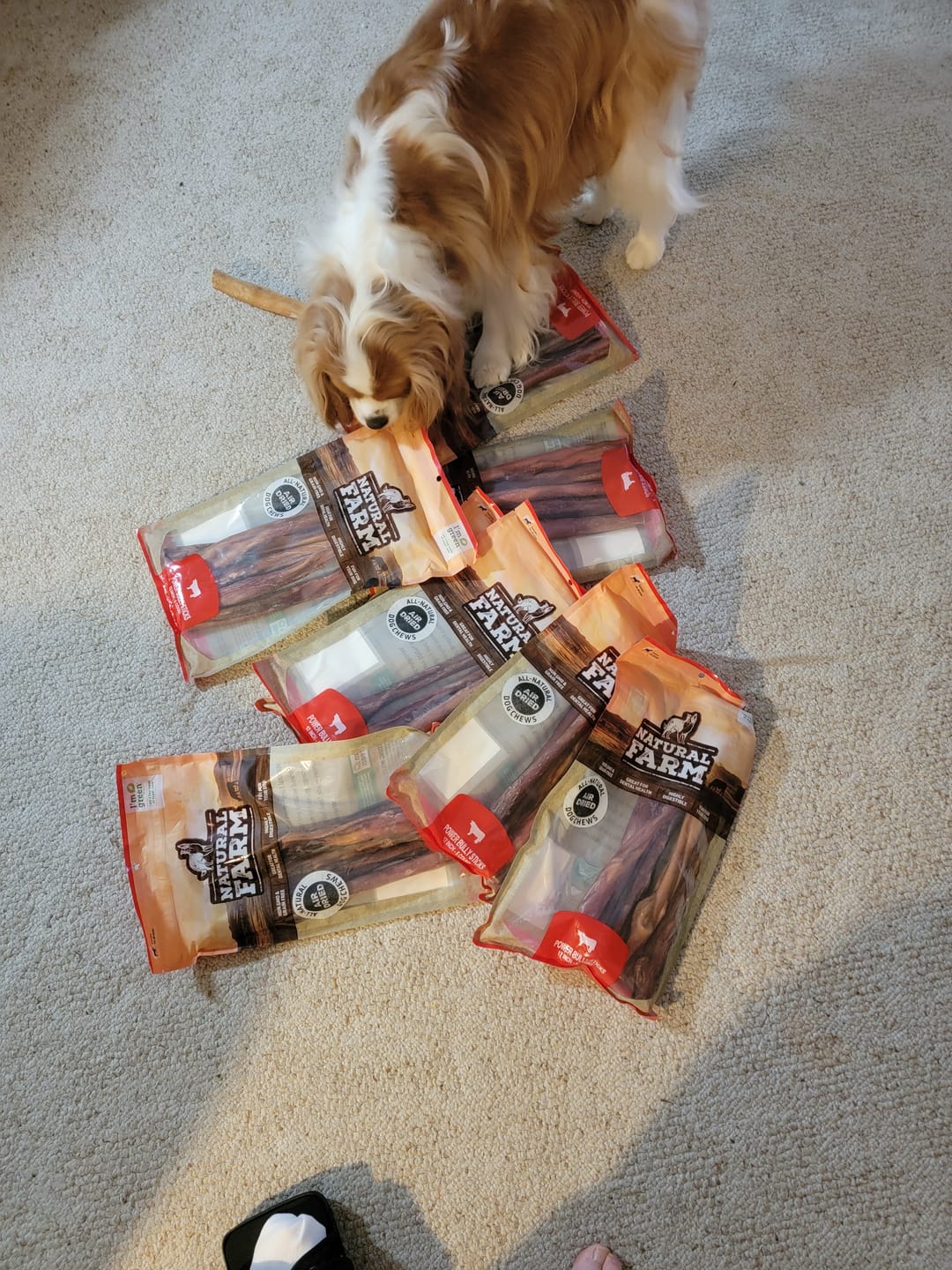 Customer photo review of Power Bully Sticks - 12 Inch