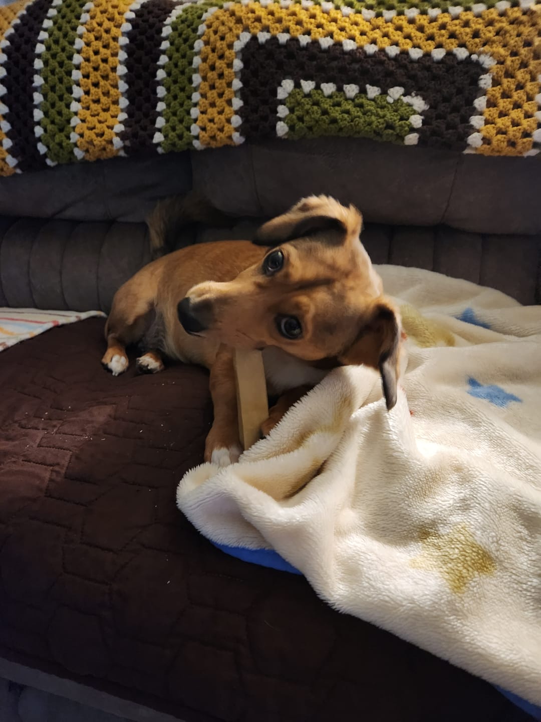 Customer photo review of Himalayan Yak Chew (MEDIUM)
