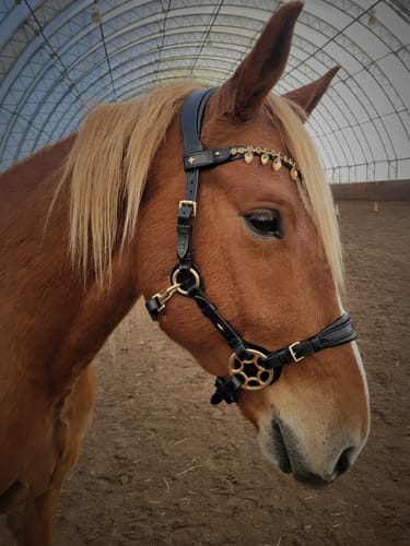 Customer photo review of Bella Starwheel hackamore All brown
