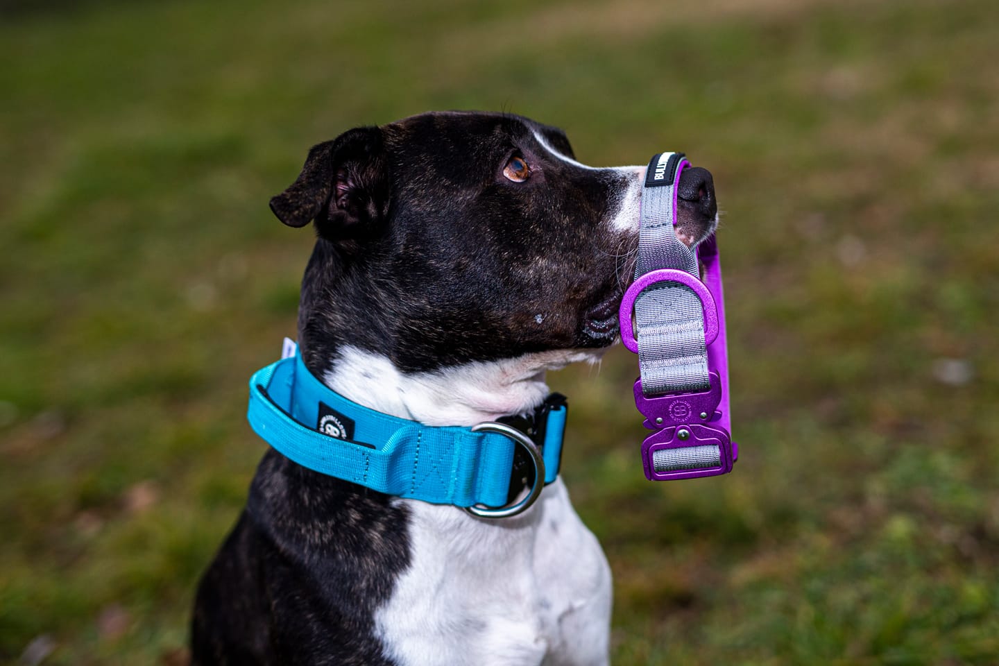 Customer photo review of 5cm Combat® Collar | With Handle & Secure Clip - Light Blue