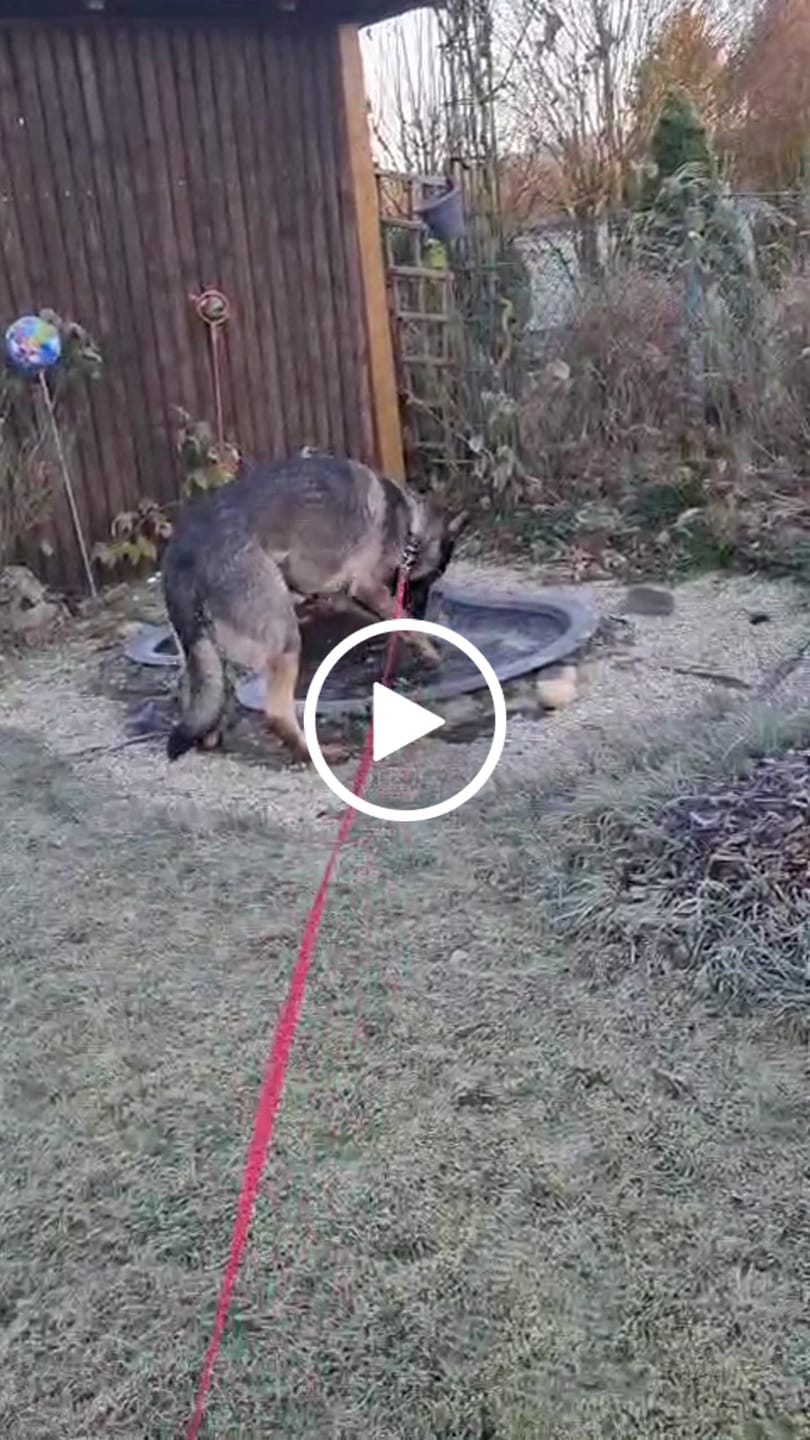 Customer video review of Allergietest Basic Hund