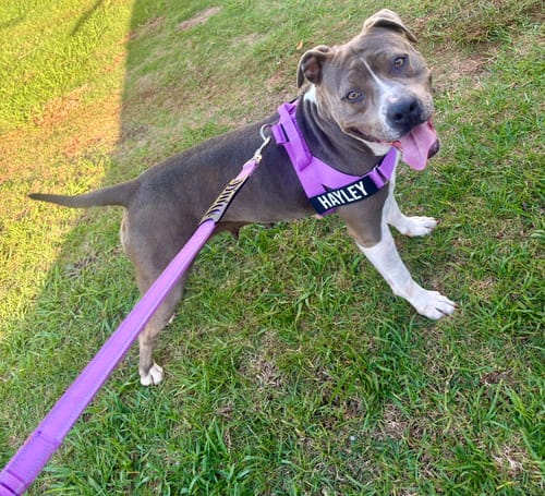Customer photo review of Dog Lovers Pack