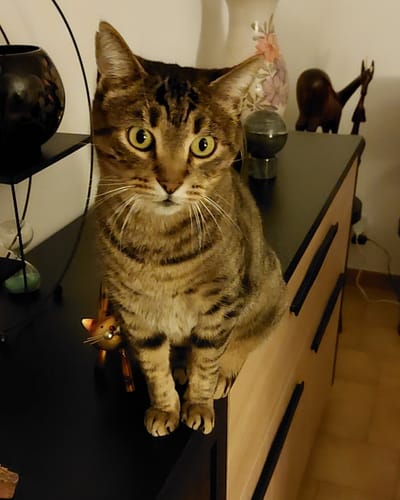 Avis photo d'un client sur Croquettes Chat Stérilisé Sans Céréales - Poulet