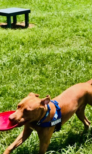 Customer photo review of Dog Lovers Pack