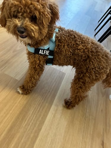 Customer photo review of Dog Lovers Pack