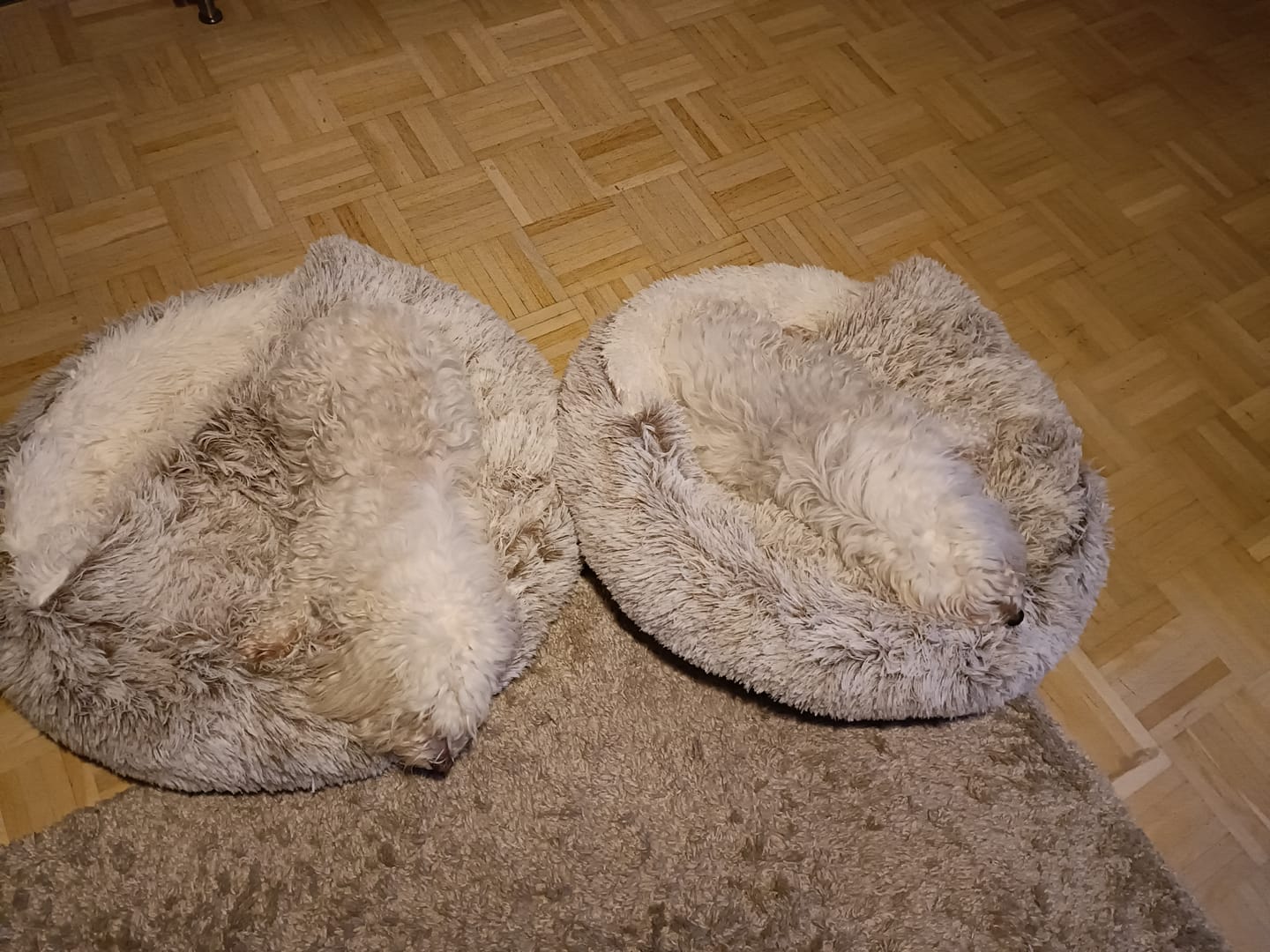 Customer photo review of CozyCave™ Suojaisa peti lemmikeille