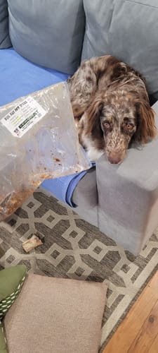 Customer photo review of Fresh Ocean Sardines