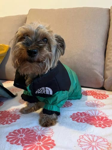 Customer photo review of The Dog Face™ - Winddichte Reflexionsjacke