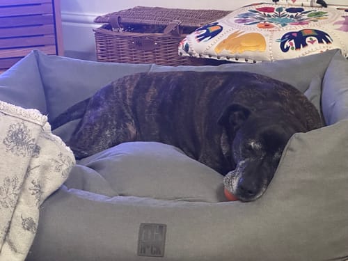 Customer photo review of The Slumber Tray Bed - Oxford Grey