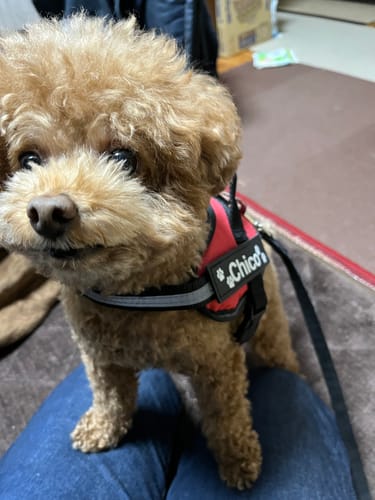 Customer photo review of FunFunPet 高機能ハーネス（お名前タグ作成サービス付き）