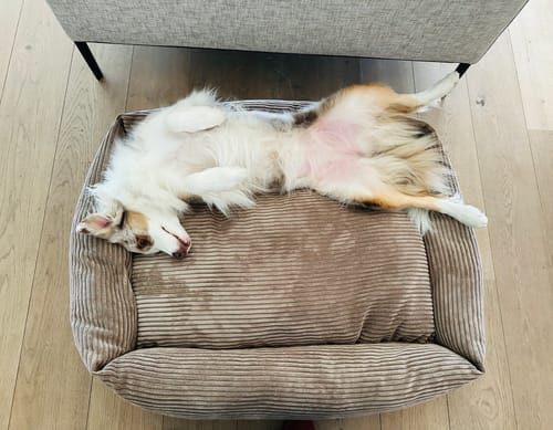 Customer photo review of Divanetto Velluto a Coste Marrone