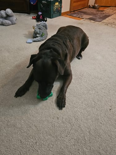 Customer photo review of Freezbox - Super Tough Treat Toy