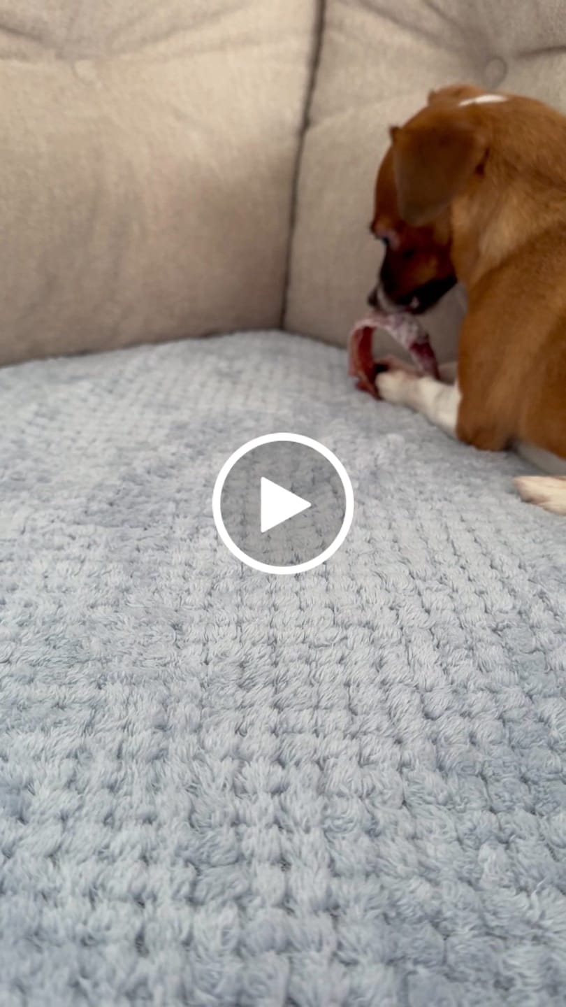 Customer video review of Small Bully Stick Ring