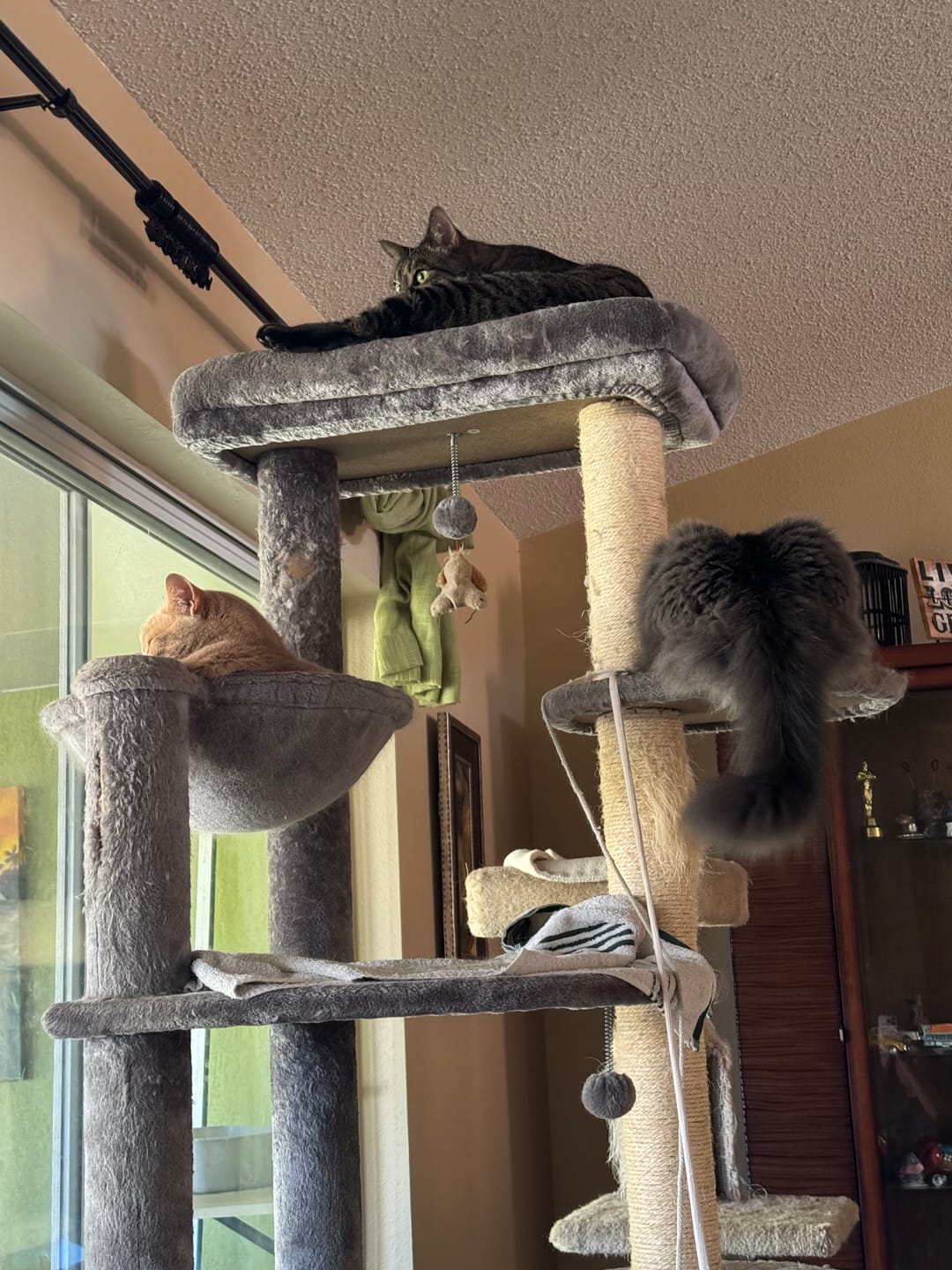 Customer photo review of Royal Canin Veterinary Diet - Urinary SO + Calm Dry Cat Food