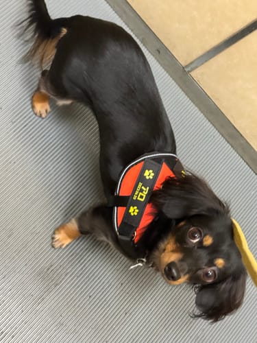 Customer photo review of FunFunPet 高機能ハーネス（お名前タグ作成サービス付き）