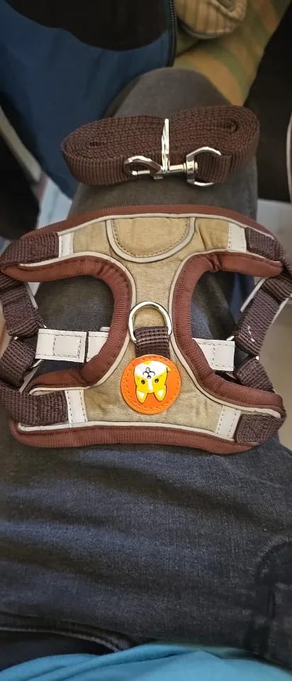 Customer photo review of Reflective Dog Harness and Leash Set - Adjustable Vest and Chest Strap for Puppies and Small to Medium Breeds