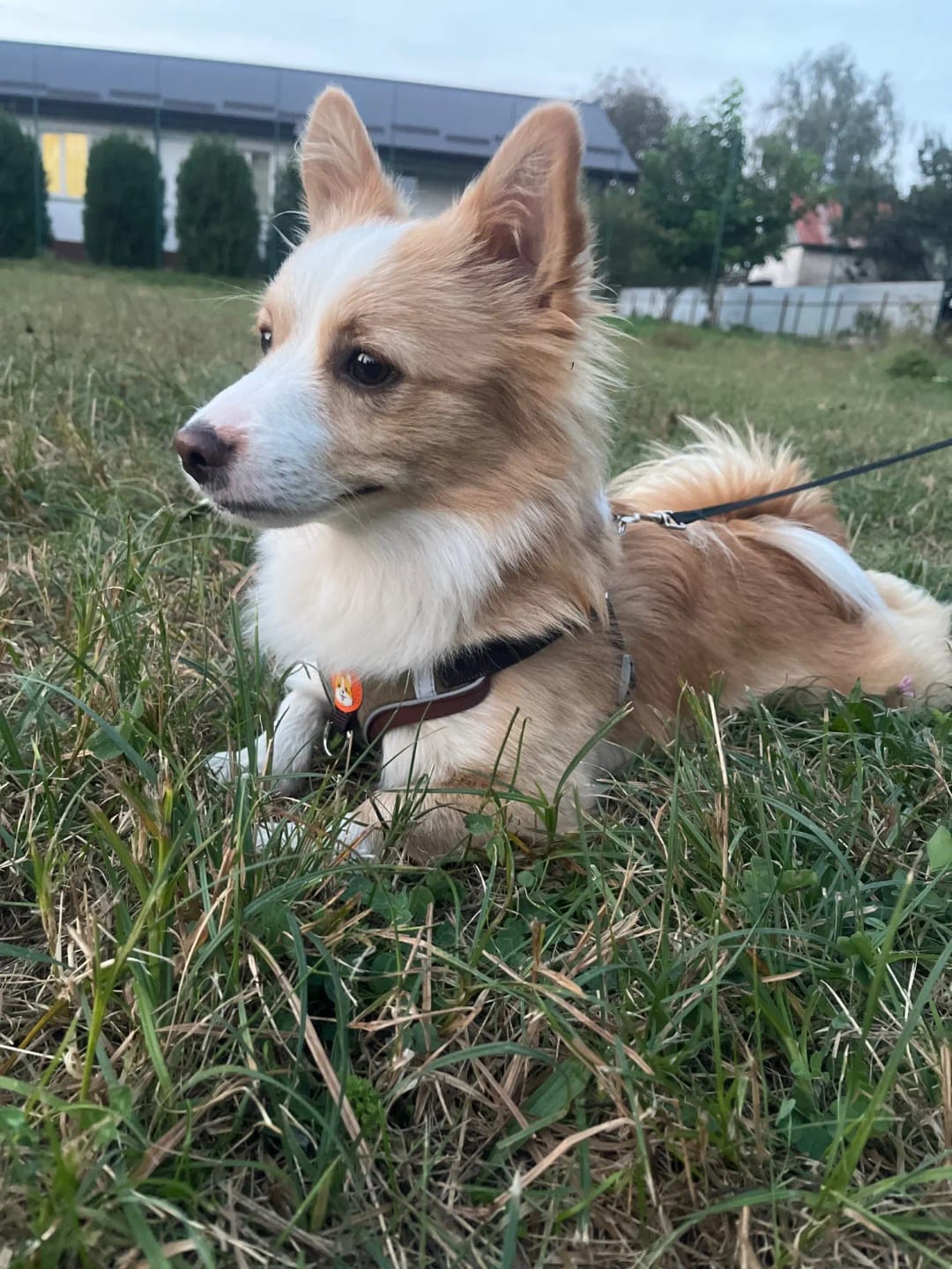 Customer photo review of Reflective Dog Harness and Leash Set - Adjustable Vest and Chest Strap for Puppies and Small to Medium Breeds