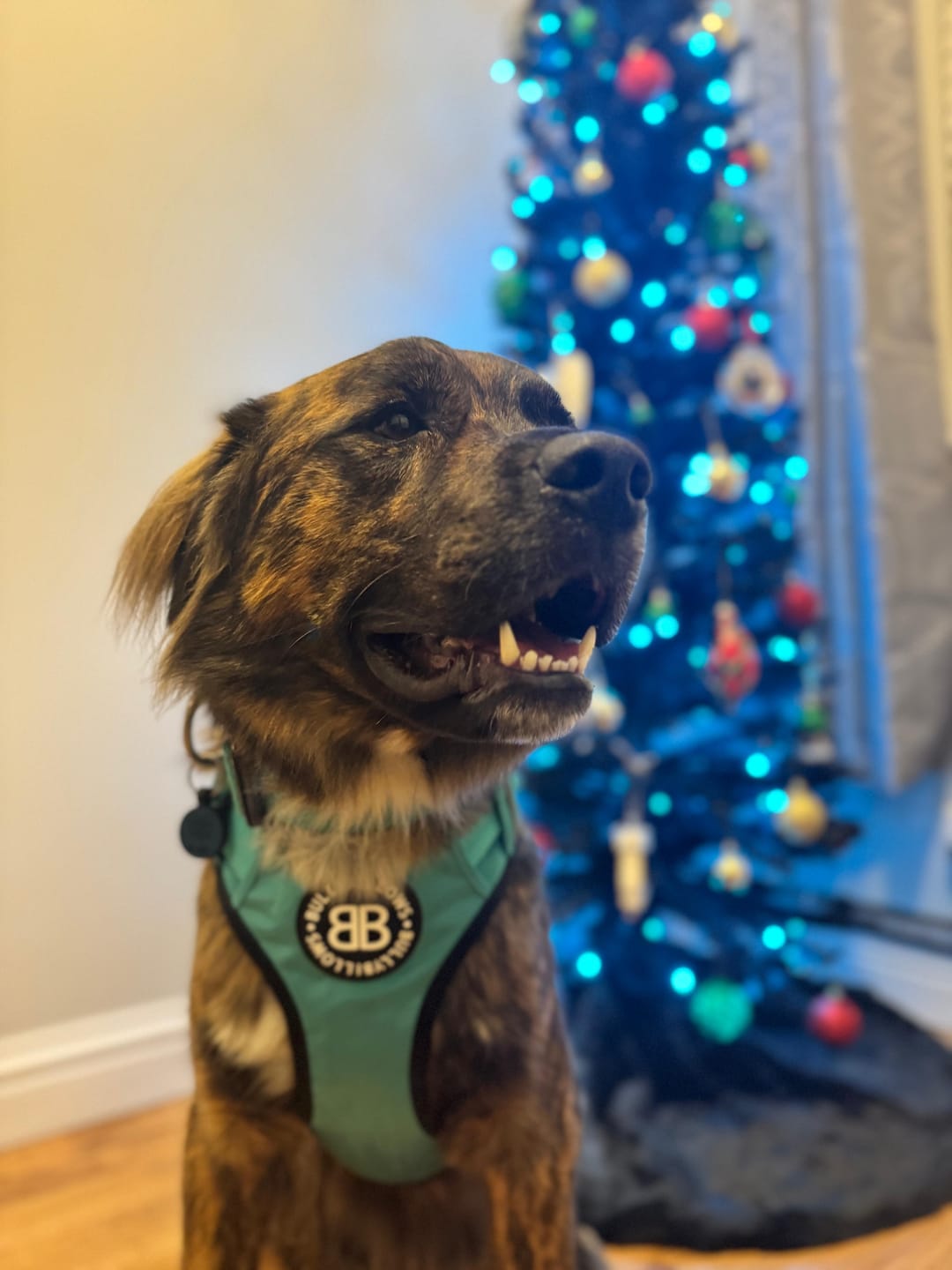 Customer photo review of Comfort Premium Harness | Non Restrictive - Turquoise