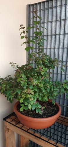 Customer photo review of ATOMIC PACK CB®