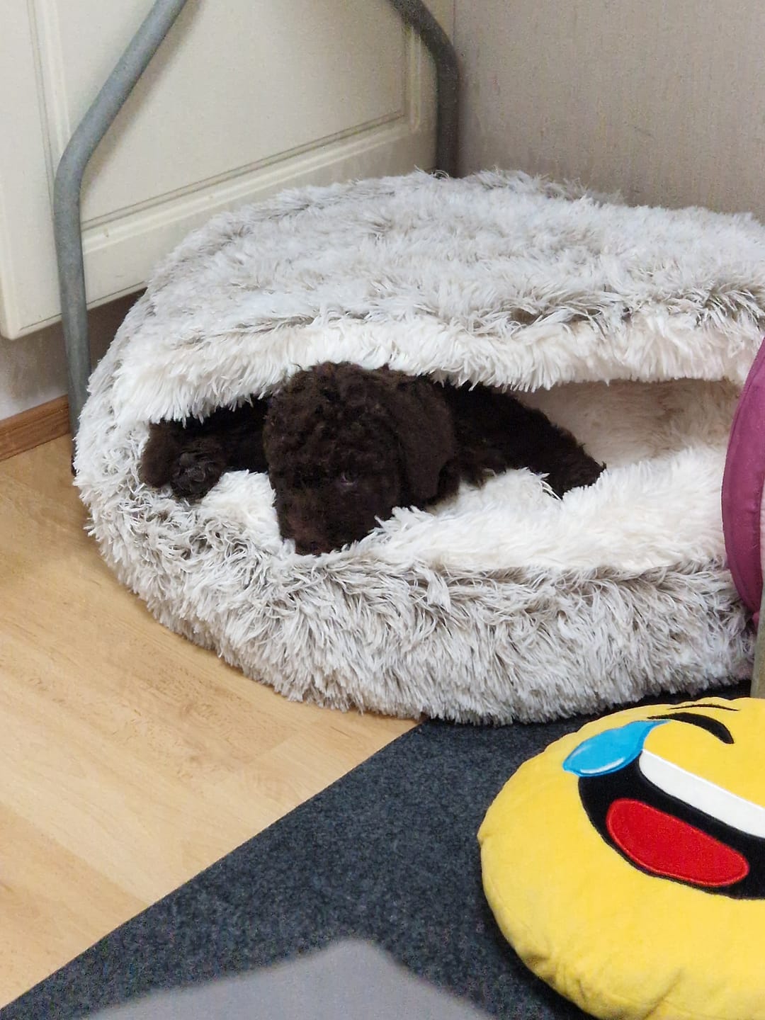 Customer photo review of CozyCave™ Suojaisa peti lemmikeille