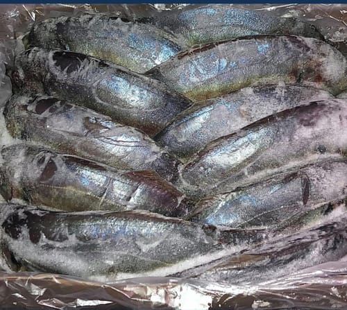 Customer photo review of 5KG Whole NZ Trevally Frozen