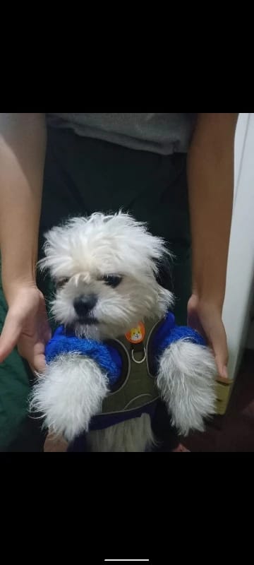 Customer photo review of Reflective Dog Harness and Leash Set - Adjustable Vest and Chest Strap for Puppies and Small to Medium Breeds