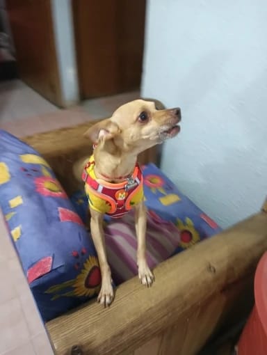 Customer photo review of Reflective Dog Harness and Leash Set - Adjustable Vest and Chest Strap for Puppies and Small to Medium Breeds