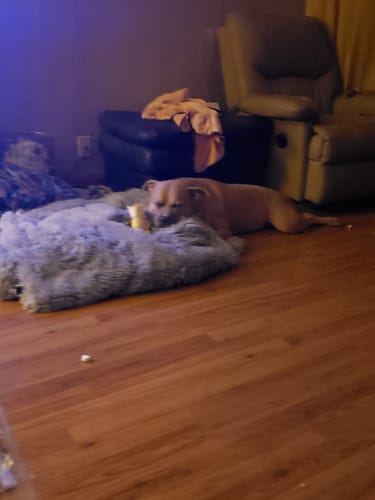 Customer photo review of PawProtect