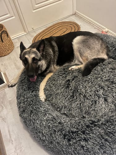 Customer photo review of PaWz Premium Calming Pet Bed with Removable Cover