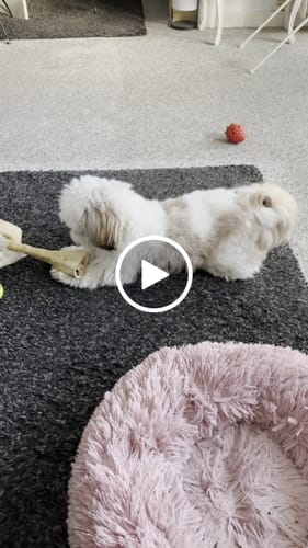 Customer video review of Trixie - Bøffelhale