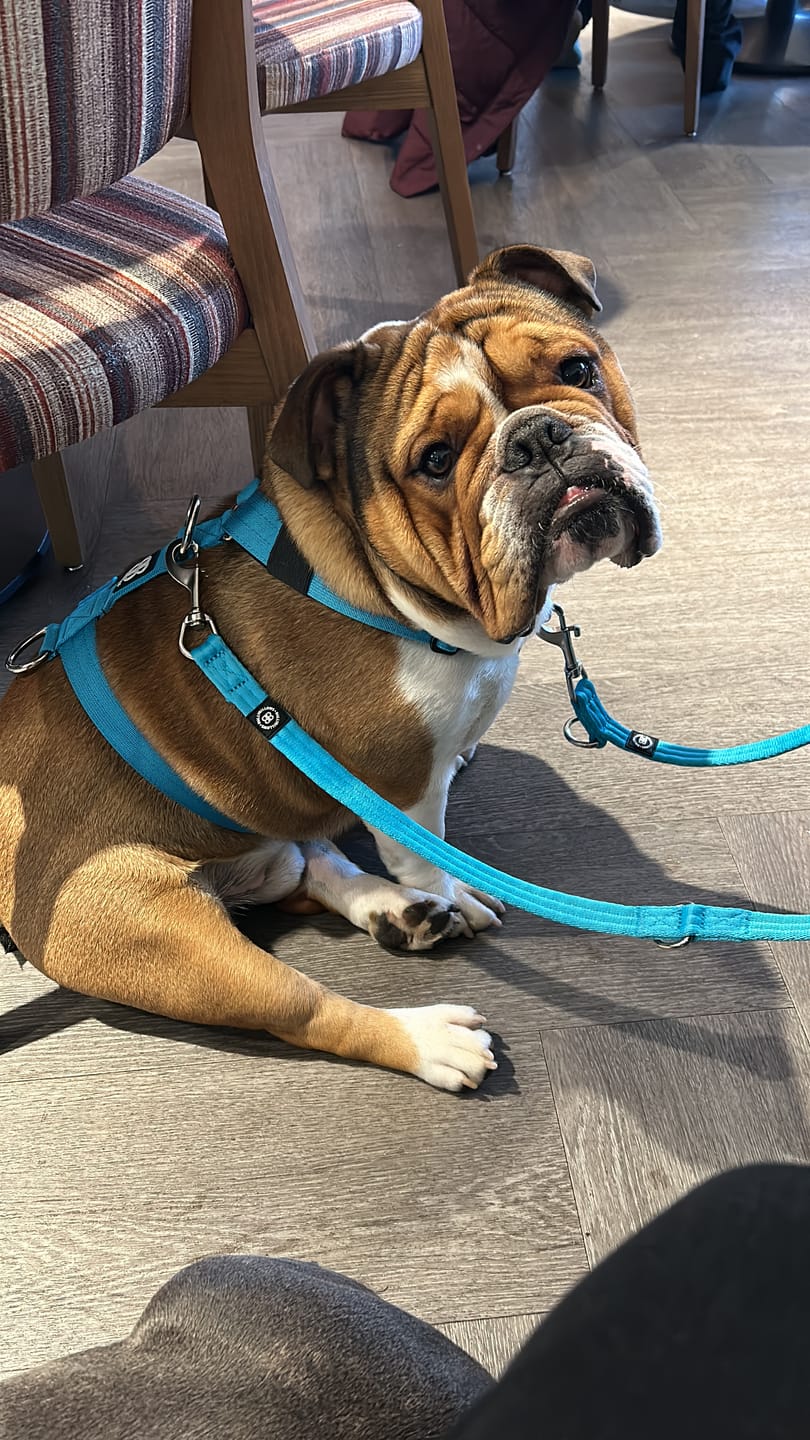 Customer photo review of Training Anti Pull TRI-Harness® | M-XL Breeds - Light Blue
