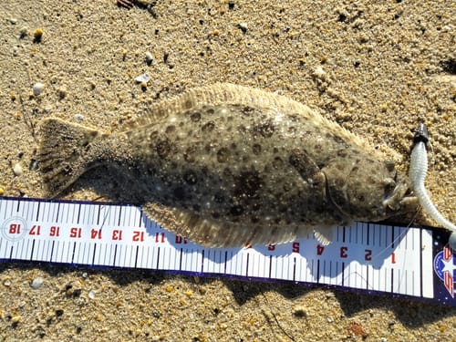 Customer photo review of Exclusive Long Shank Jig Heads 4 PACK by Fisherman's Life (1/2oz, 1oz, 1.5oz)