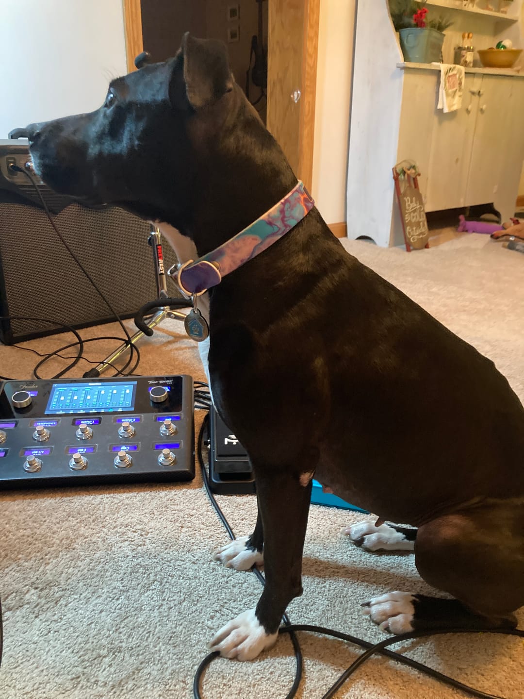 Customer photo review of Marble Purple Dog Collar