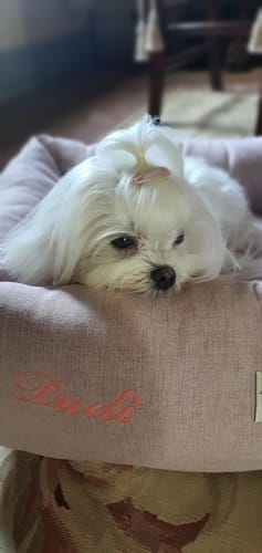 Customer photo review of Ricamo (NON RIMUOVERE)