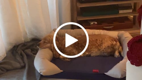 Customer video review of Rappy- Medium Puffy Pets Bed