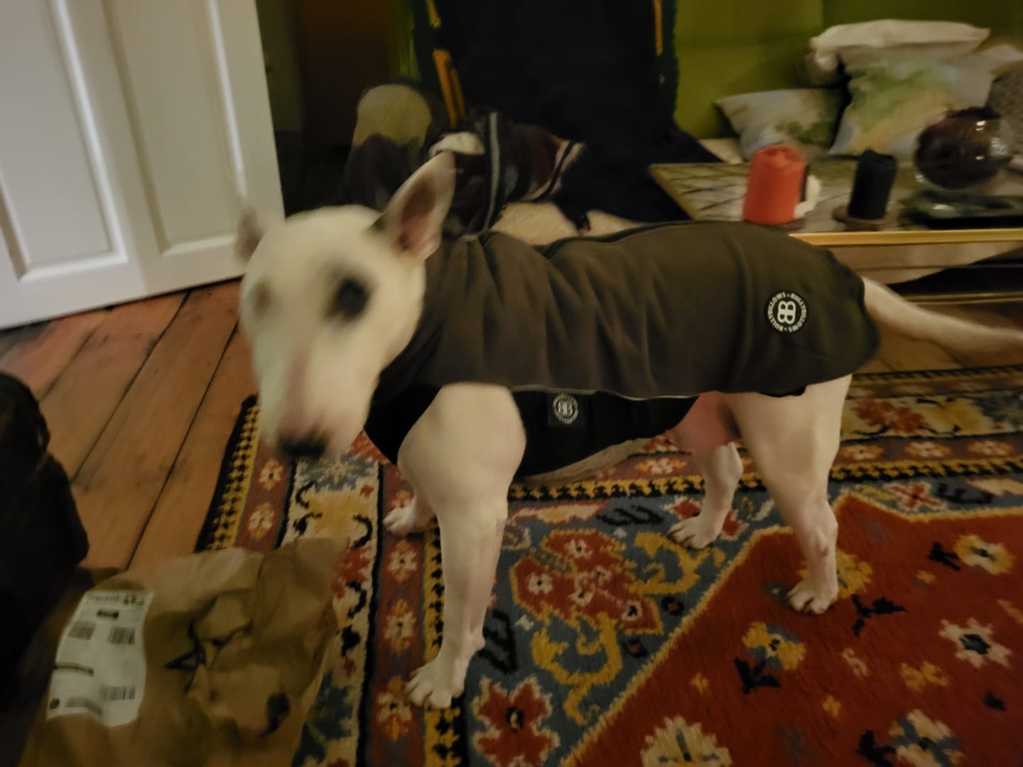 Customer photo review of Dog Fleece With Zip - Khaki