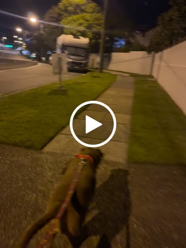 Customer video review of Dog Harness