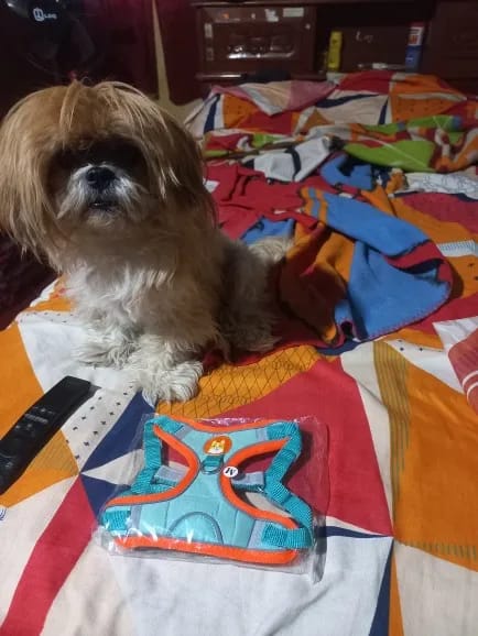 Customer photo review of Reflective Dog Harness and Leash Set - Adjustable Vest and Chest Strap for Puppies and Small to Medium Breeds