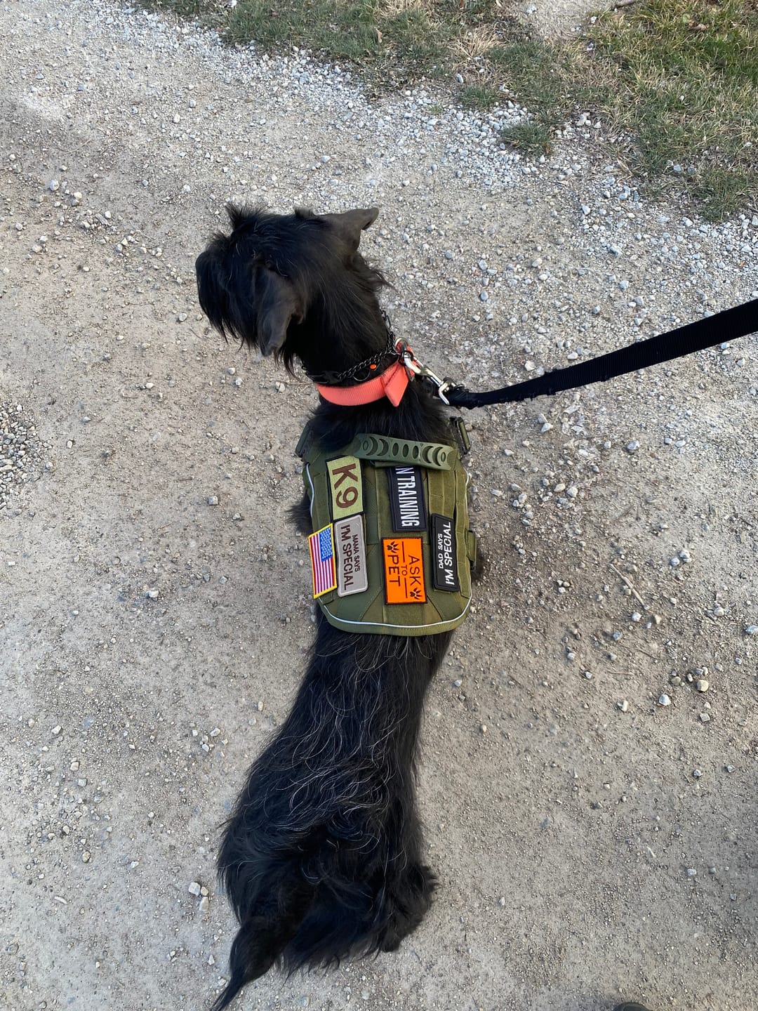 Customer photo review of Hook & Loop Patch Variety Bundle For Harness (Pack of 12)